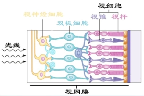 视锥细胞与视杆细胞
