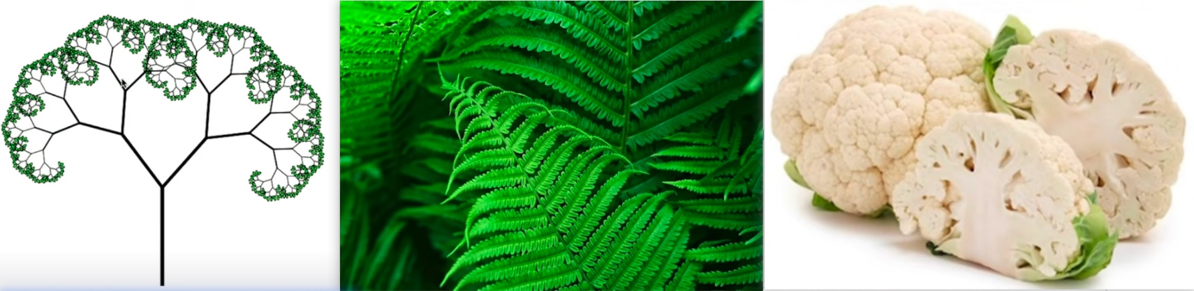 自然界中的分形