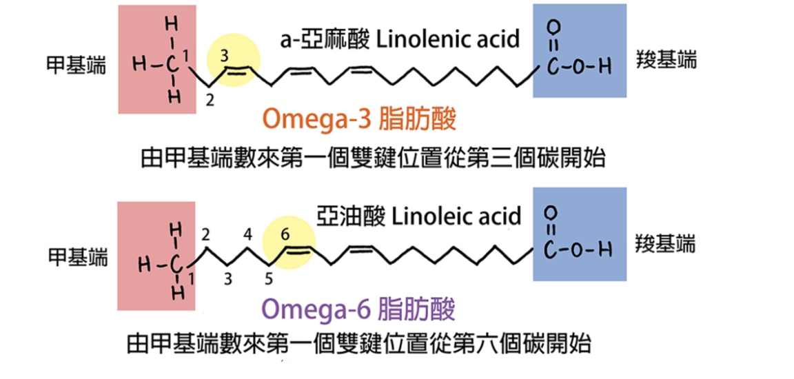 ω-3与ω-6脂肪酸对比